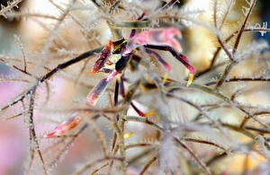 Raja Ampat 2019 - DSC07082_rc - Black coral crab - Crabe trapeze - Quadrella maculosa